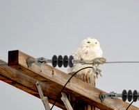Owls of Acadia
